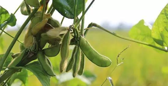 大青毛豆光长叶子不开花原因