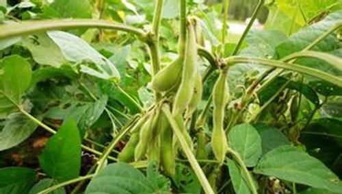 大青毛豆光长叶子不开花原因