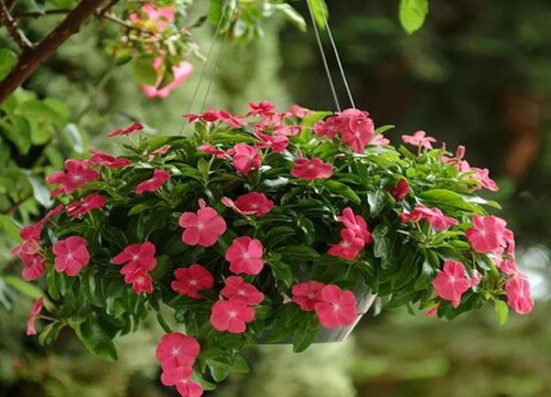 刚栽长春花怎么养护和种植