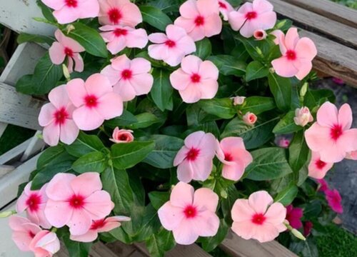 刚栽长春花怎么养护和种植