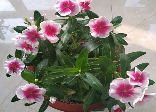 刚栽长春花怎么养护和种植