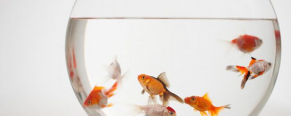 冬天室内什么鱼好养