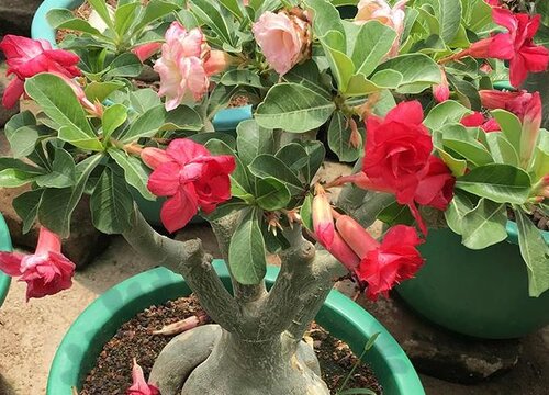 沙漠玫瑰花适合在室内养吗