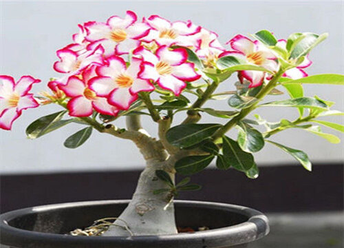 沙漠玫瑰花适合在室内养吗