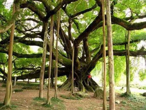 榕树扦插生根最快方法