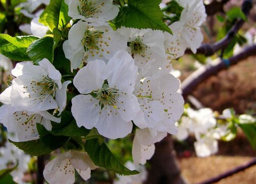 车厘子什么时候开花