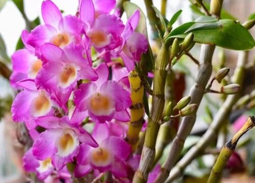 澳洲石斛怎么养才开花