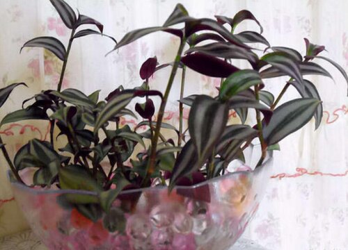 紫叶吊兰怎么养护才能长得瀑布般茂盛