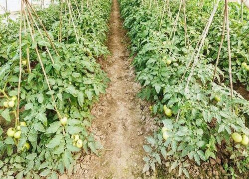 西红柿施肥时间及方法