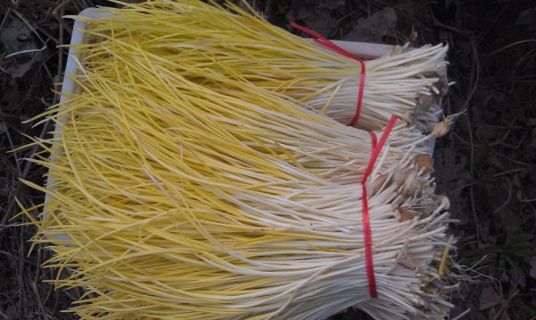 蒜苔和蒜苗是同一种吗