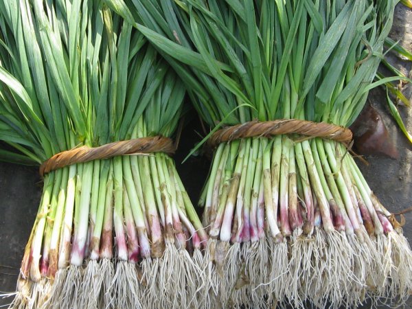 蒜苔和蒜苗是同一种吗