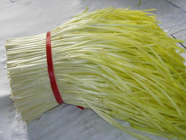 蒜苔和蒜苗是同一种吗