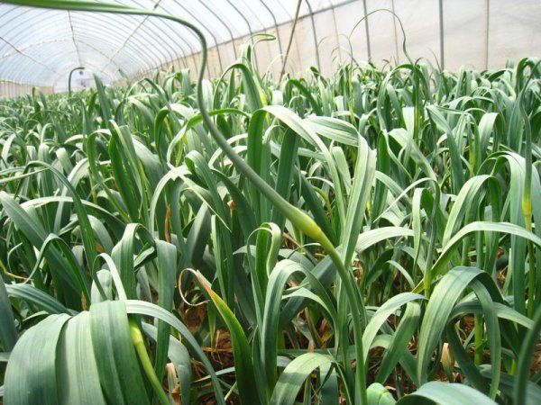 蒜苔和蒜苗是同一种吗