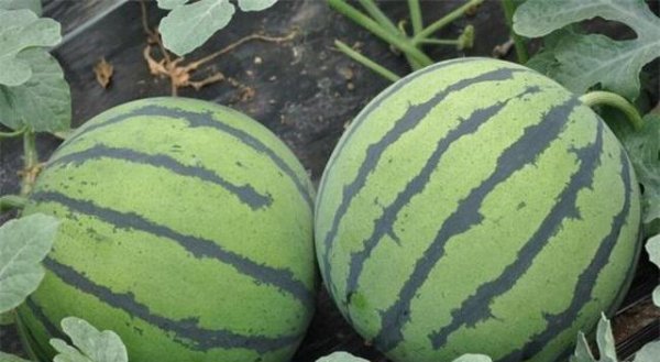 西瓜苗怎么移栽种植才好