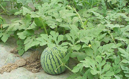 西瓜苗怎么移栽种植才好