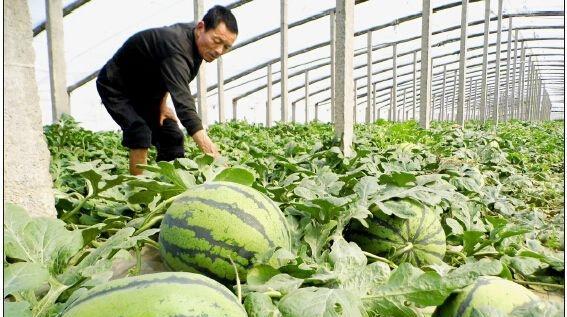 西瓜苗怎么移栽种植才好