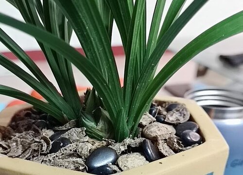 用什么养护兰花蹭蹭长