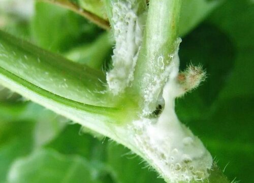 黄瓜病虫害防治技术与方法措施