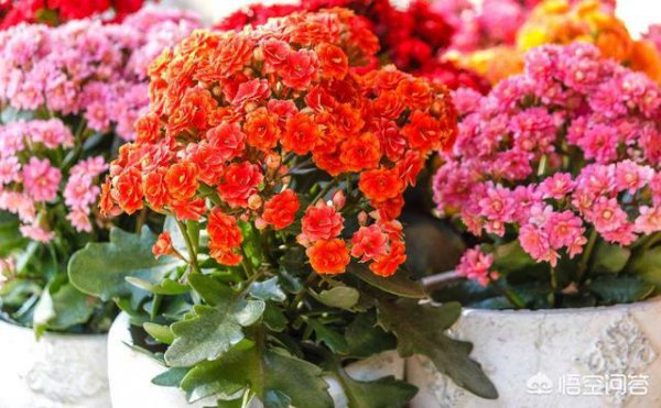 长寿花什么时候开始掐尖打顶