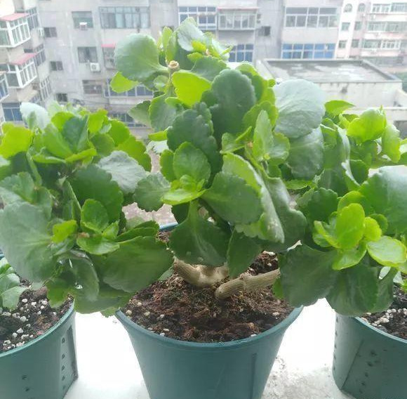 长寿花什么时候开始掐尖打顶