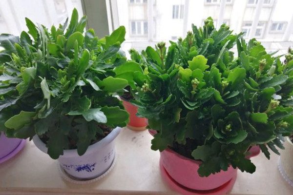 长寿花什么时候开始掐尖打顶