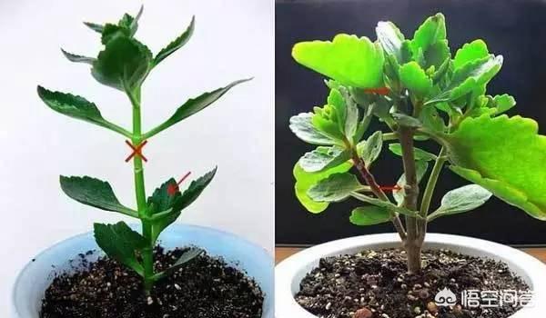 长寿花什么时候开始掐尖打顶