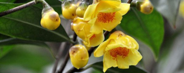 金花茶的功效和作用与禁忌