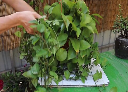 绿萝叶子尖发黑枯萎像烧焦怎么办