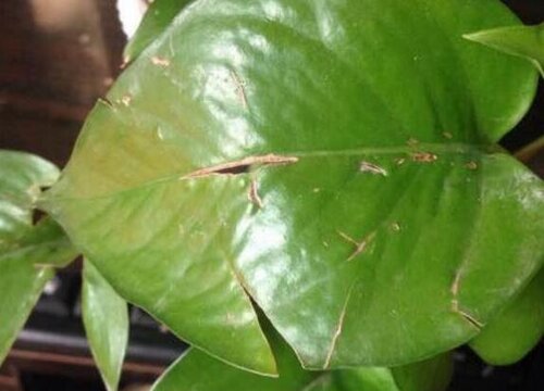 绿萝叶子尖发黑枯萎像烧焦怎么办