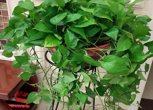 绿萝叶子尖发黑枯萎像烧焦怎么办