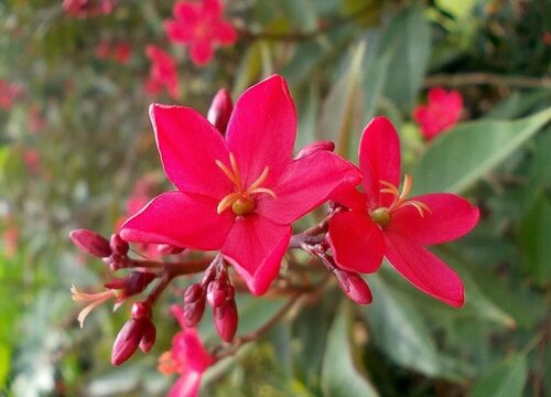 琴叶珊瑚的养殖方法和注意事项