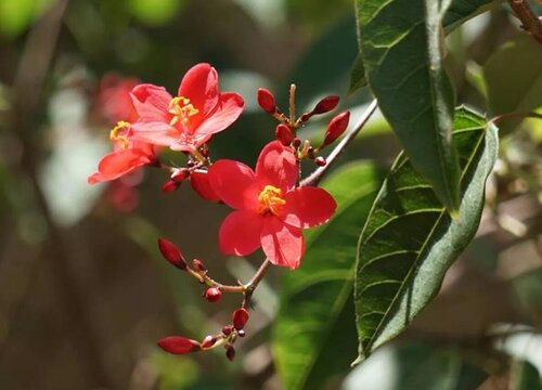 琴叶珊瑚的养殖方法和注意事项