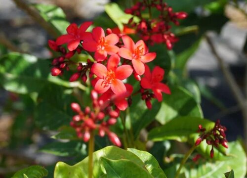 琴叶珊瑚的养殖方法和注意事项