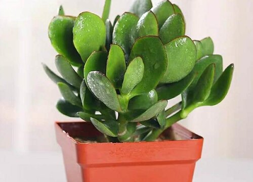 玉树经常烂根黑腐要怎么解决