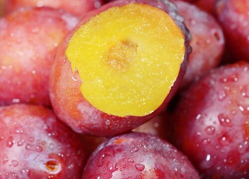 梅子什么季节成熟