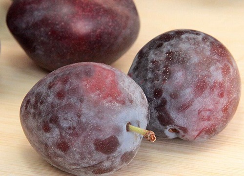 梅子什么季节成熟