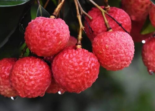 吃什么水果降血脂最快最好