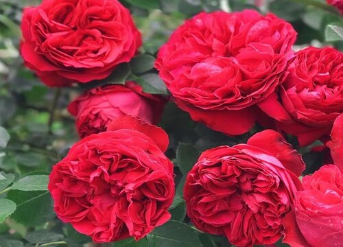 月季用什么催花开花爆盆