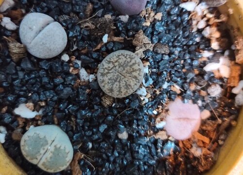 多肉如何配土越长越肥美