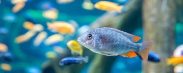 家庭鱼缸怎么放鱼