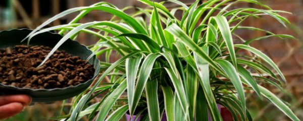 室外养殖吊兰植物有哪些