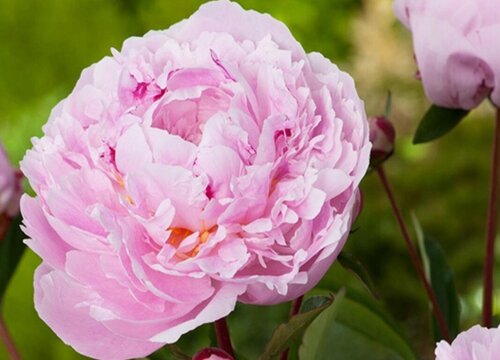 芍药花有几种颜色