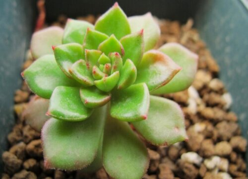 多肉蒂亚怎么分盆