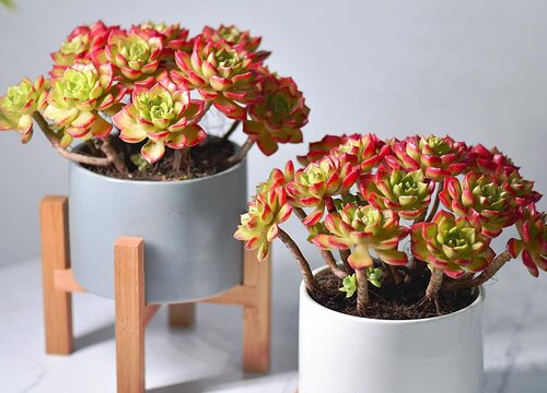 多肉蒂亚怎么分盆