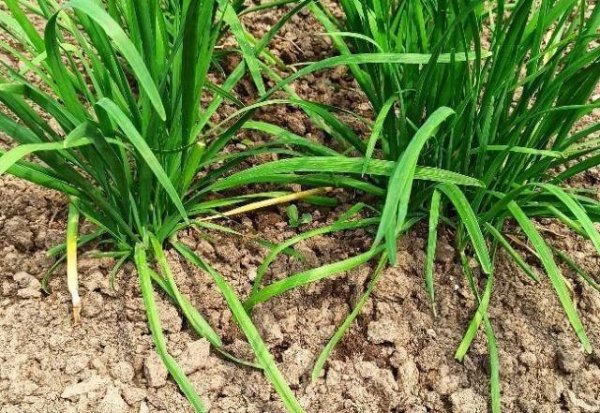 五月六月烂韭菜的说法