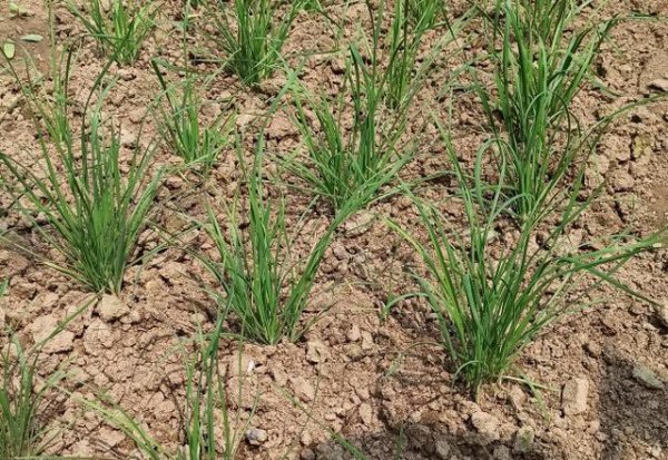 五月六月烂韭菜的说法