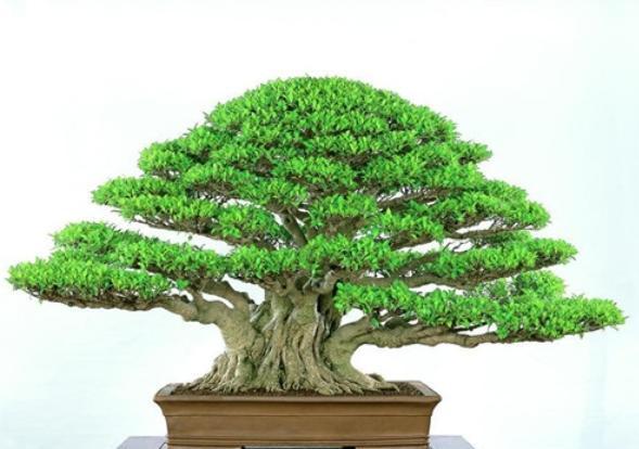 盆景枝干如何快速增粗