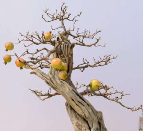 盆景枝干如何快速增粗