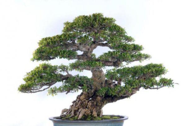 盆景枝干如何快速增粗