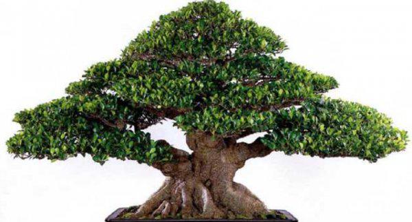 盆景枝干如何快速增粗